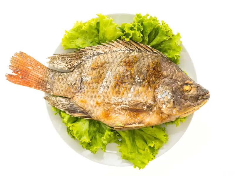 tilapia fish