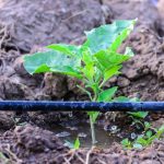 drip-irrigation-farming