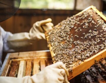 Beekeeping Starter Kit