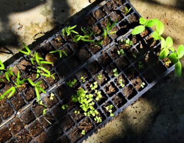 Planting Trays (10PCS)