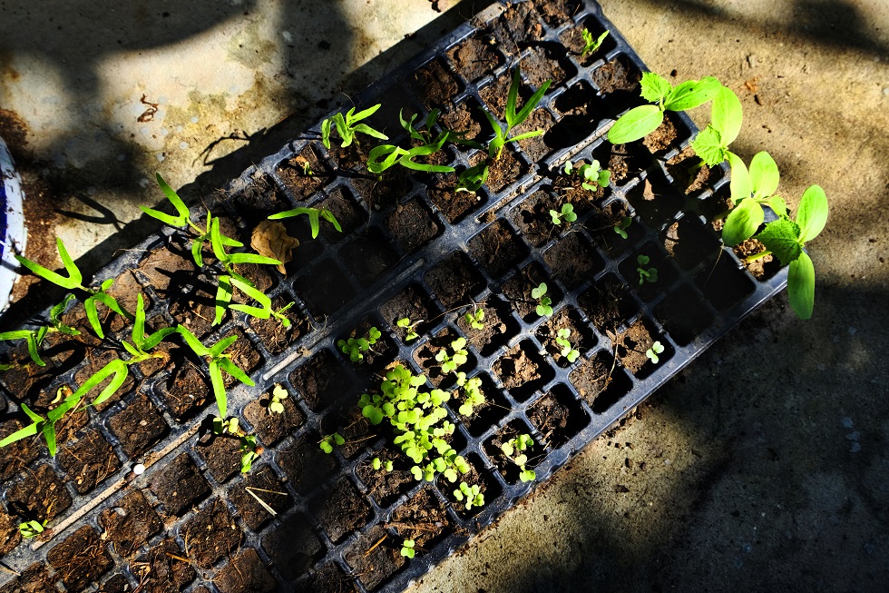 Planting Trays (10PCS)