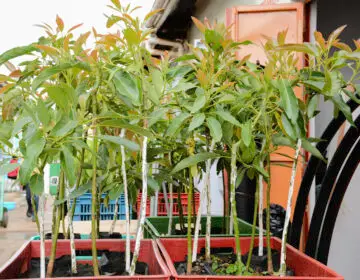 Hass Avocado Seedlings
