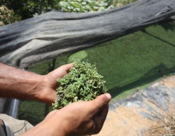 azolla farming kenya