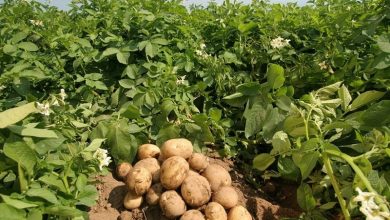 potato farming in Kenya