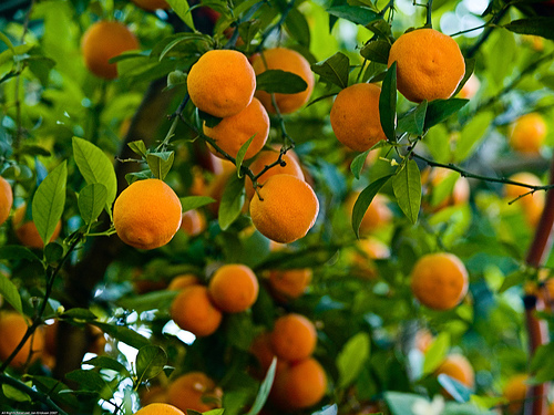 fruit-trees-in-kenya