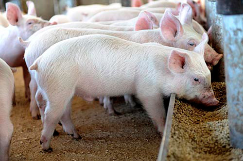 pig farming in Kenya