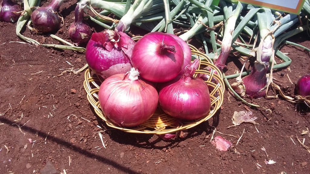 onions-graduate-farmer