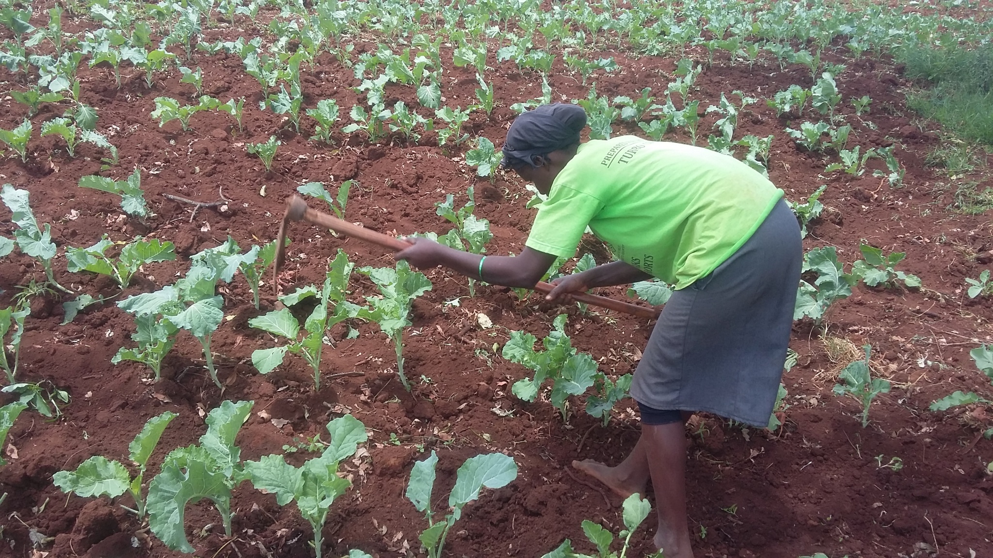profitable vegetables to grow during the dry season