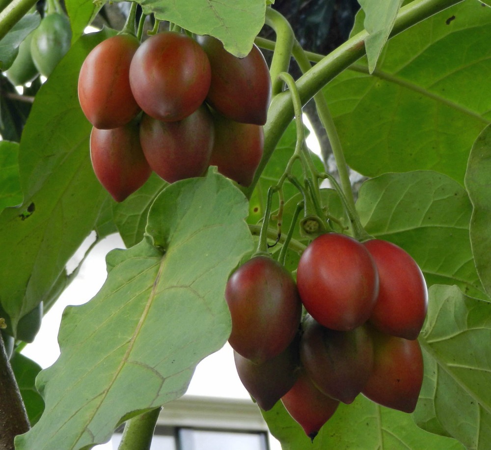 tree tomato farming in kenya