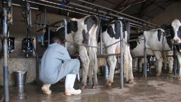 dairy farming sugoi