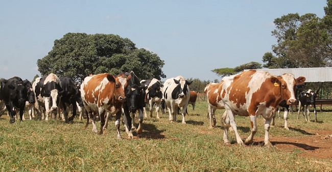 choosing a dairy cow