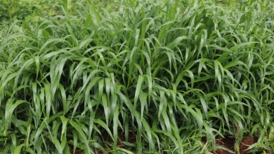 brachiaria grass kenya