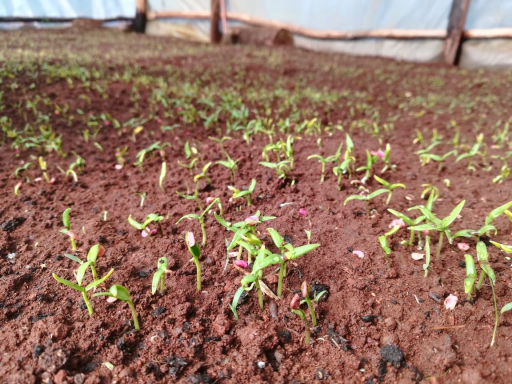 capsicum germinating