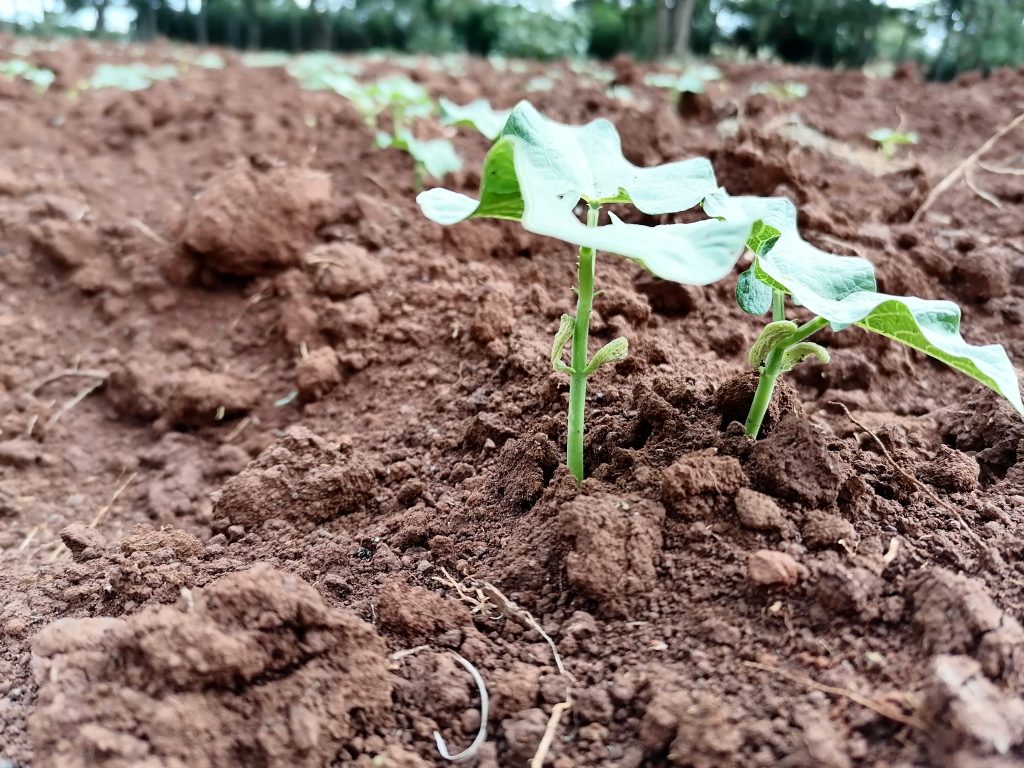 How to grow Common Beans Graduate Farmer