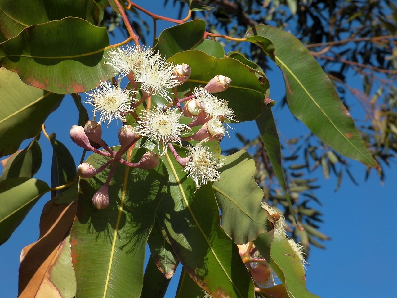 eucalyptus tree farming