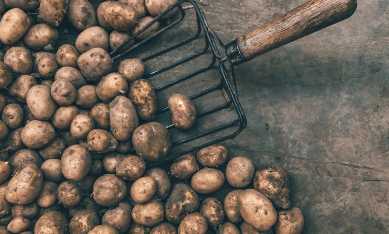 kenyan potato farmers