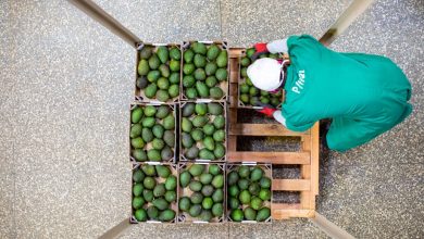 avocado market analysis