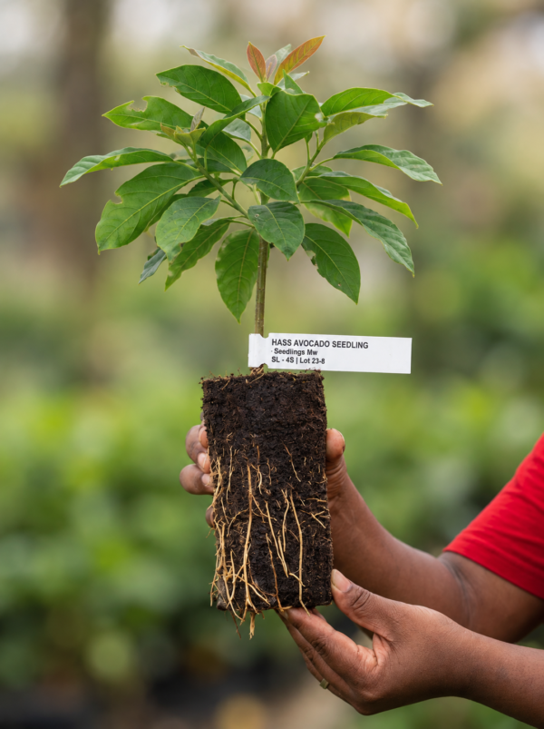 Hass Avocado Seedling Root Ball